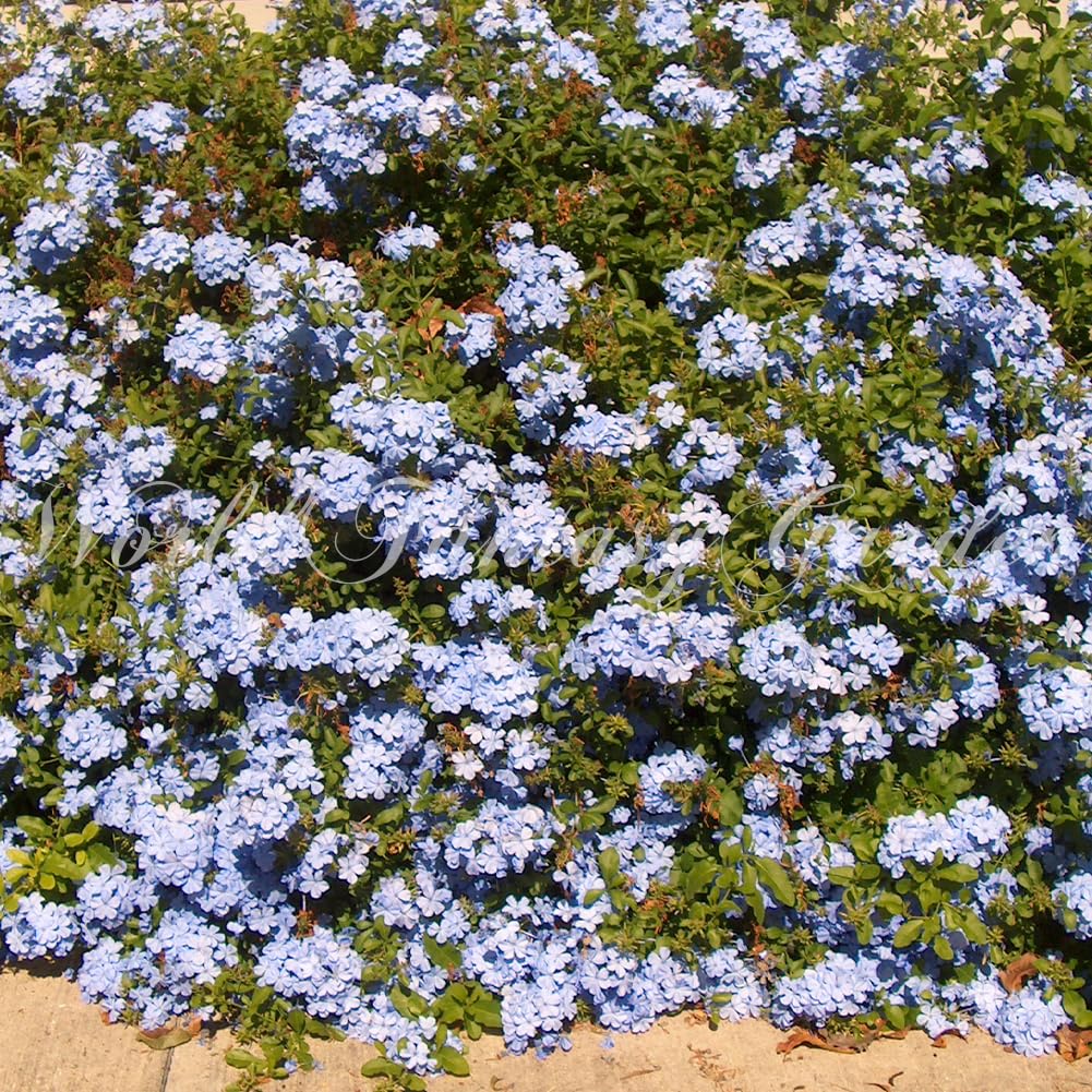 ルリマツリ　ブルペンバコ ルリマツリ｜園芸日記byビーコン｜みんなの趣味の園芸｜1367488